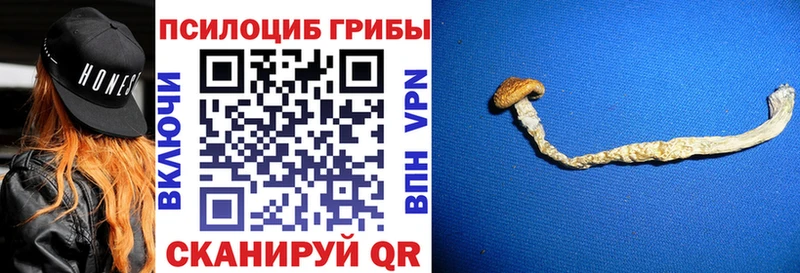 Галлюциногенные грибы Psilocybine cubensis  kraken как зайти  Ипатово 